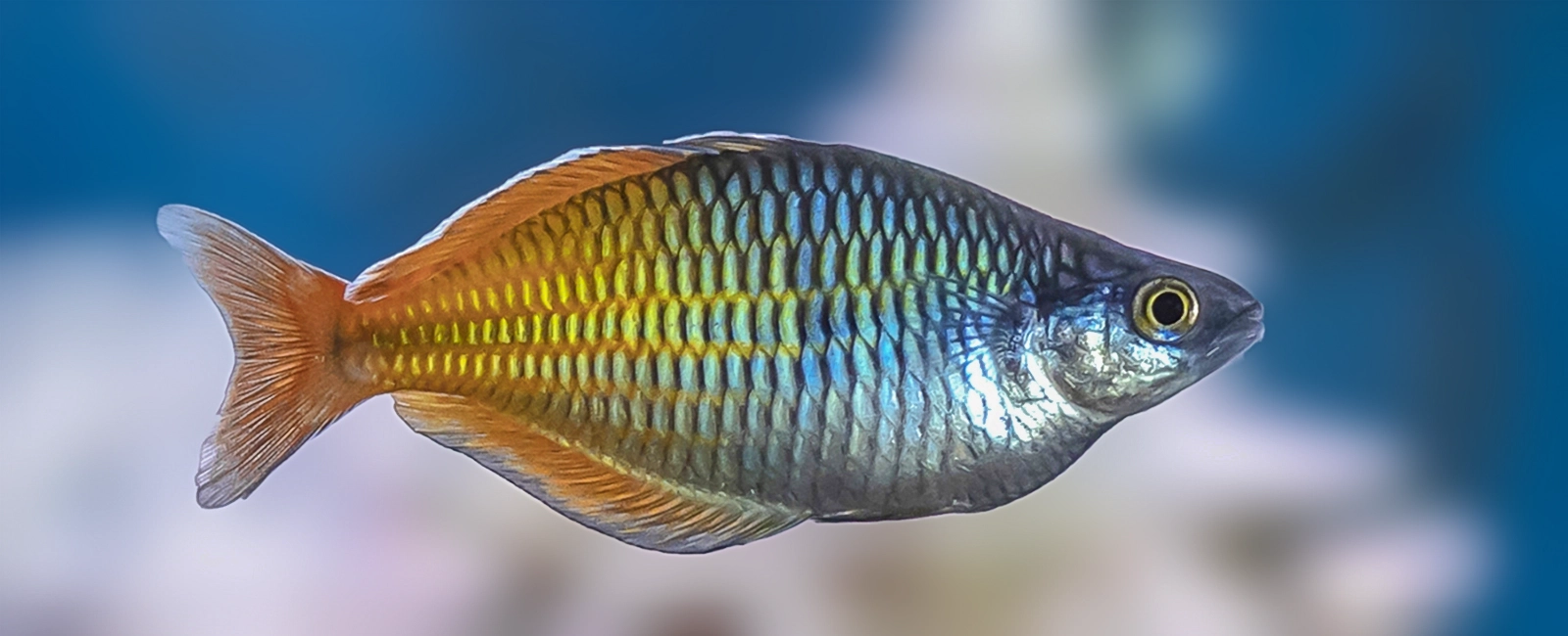 boesemani rainbowfish male